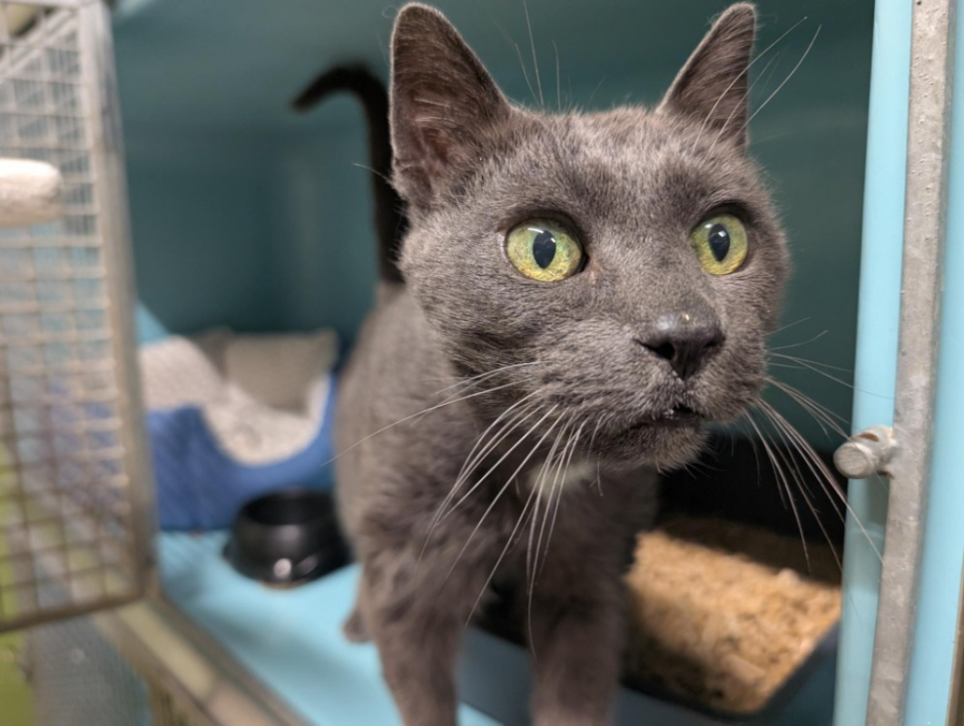 Photo #3 de Zinc a17219