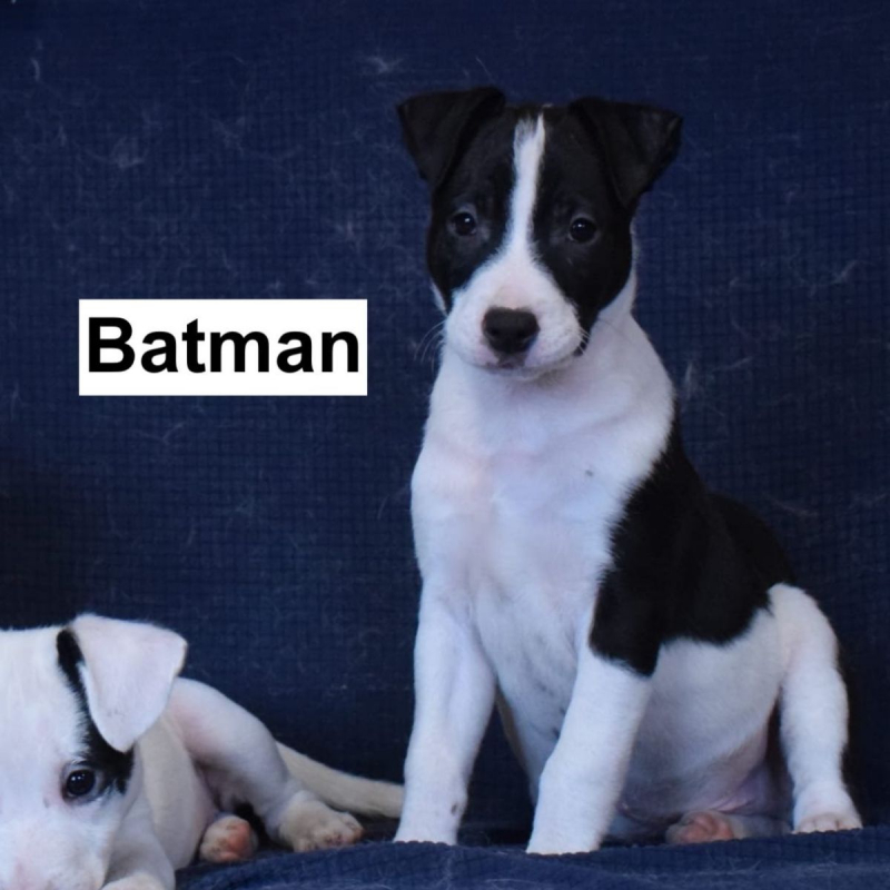 Photo #6 de Bohème, Batman et Buffy