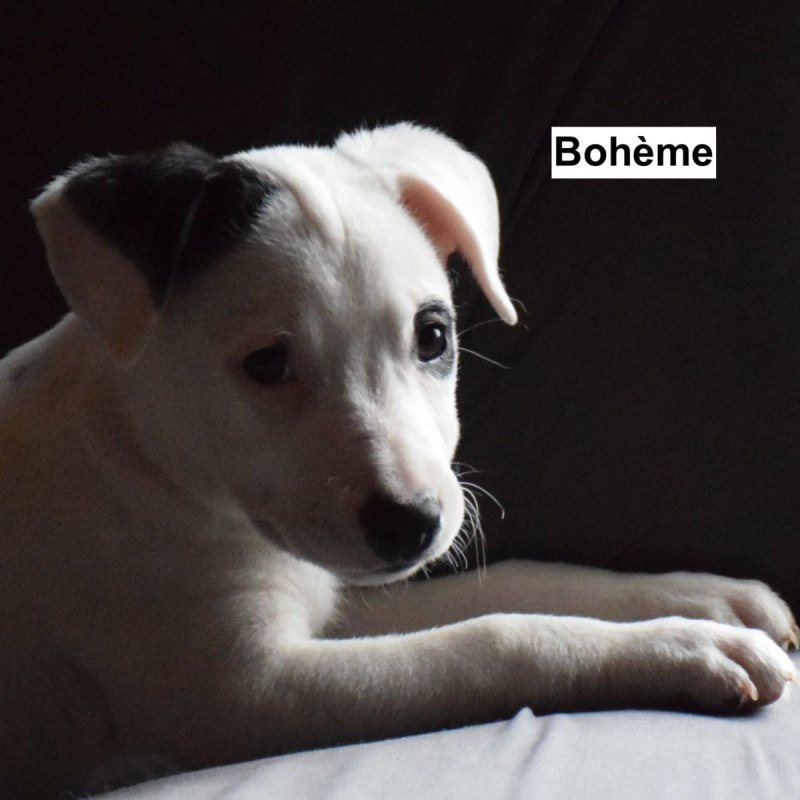 Photo #7 de Bohème, Batman et Buffy