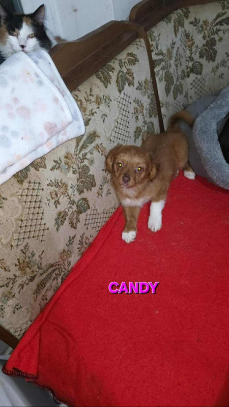 Photo #3 de CANDY