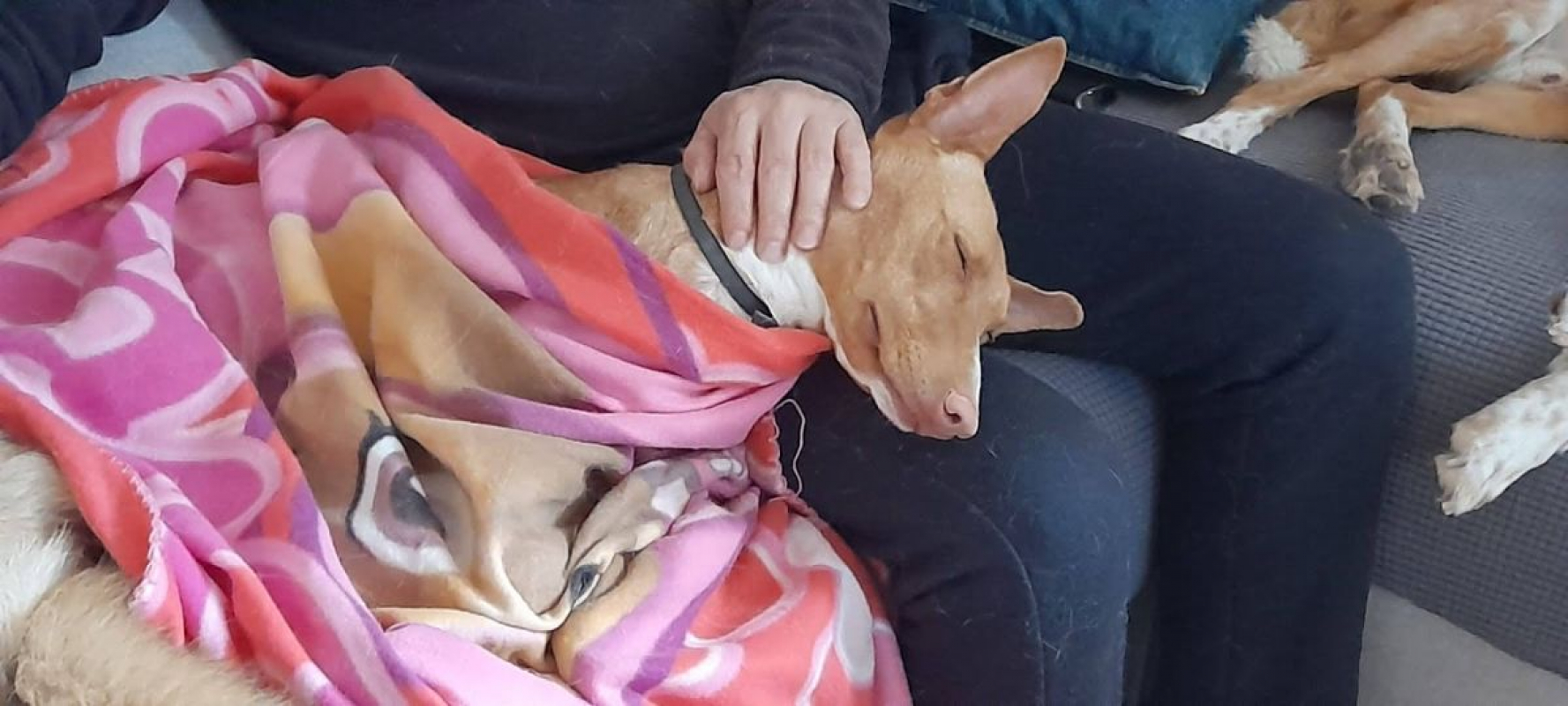 Photo #1 de SOMBRA, douce femelle podenca de 4 ans