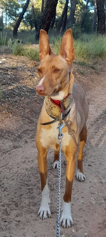 Photo #3 de SOMBRA, douce femelle podenca de 4 ans