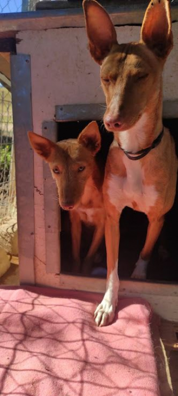 Photo #4 de SOMBRA, douce femelle podenca de 4 ans