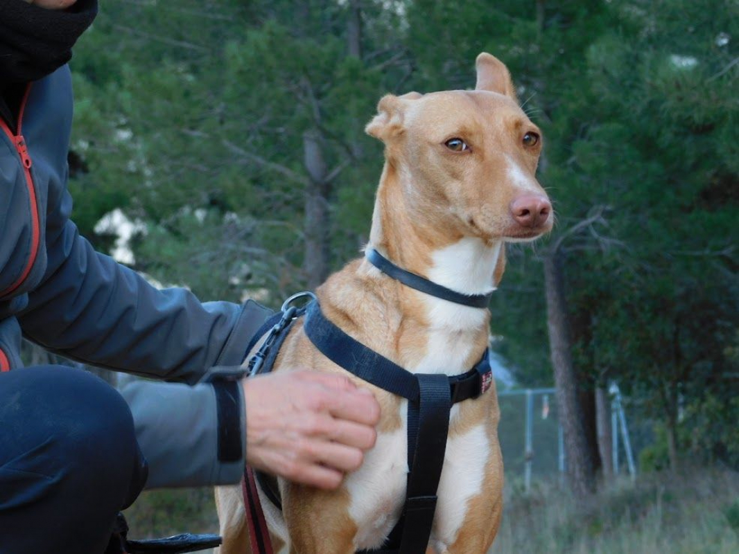 Photo #5 de SOMBRA, douce femelle podenca de 4 ans