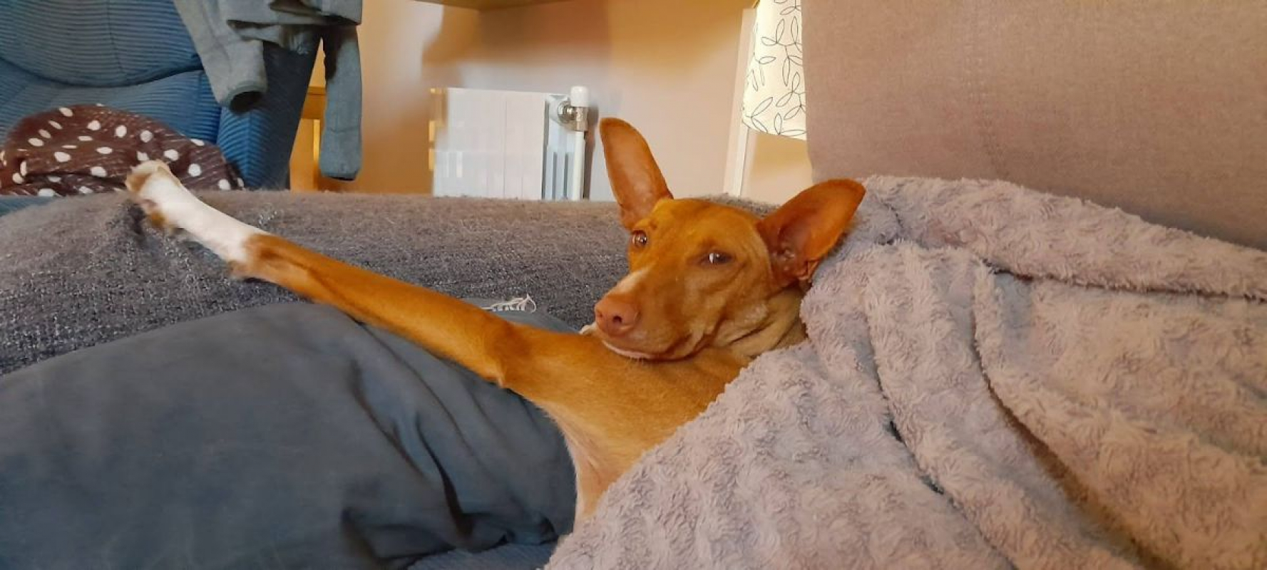 Photo #6 de SOMBRA, douce femelle podenca de 4 ans