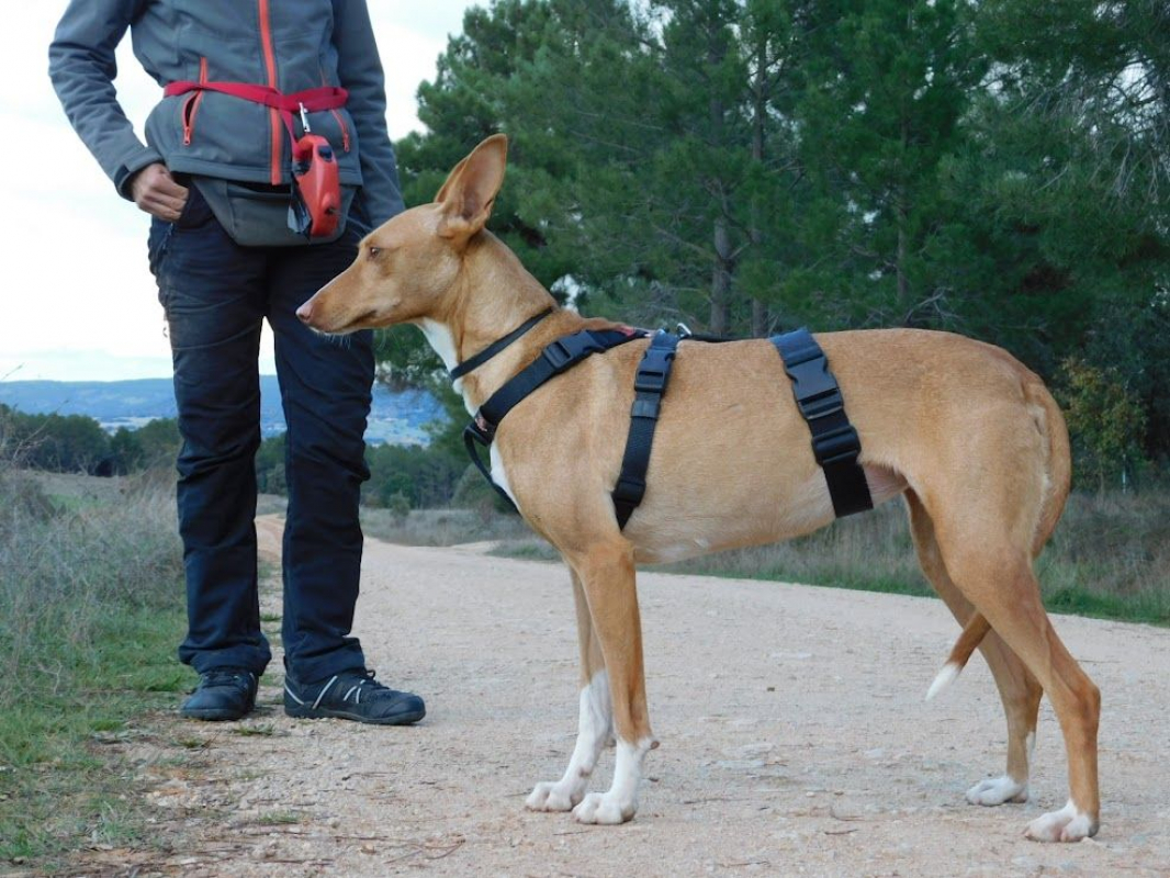 Photo #7 de SOMBRA, douce femelle podenca de 4 ans