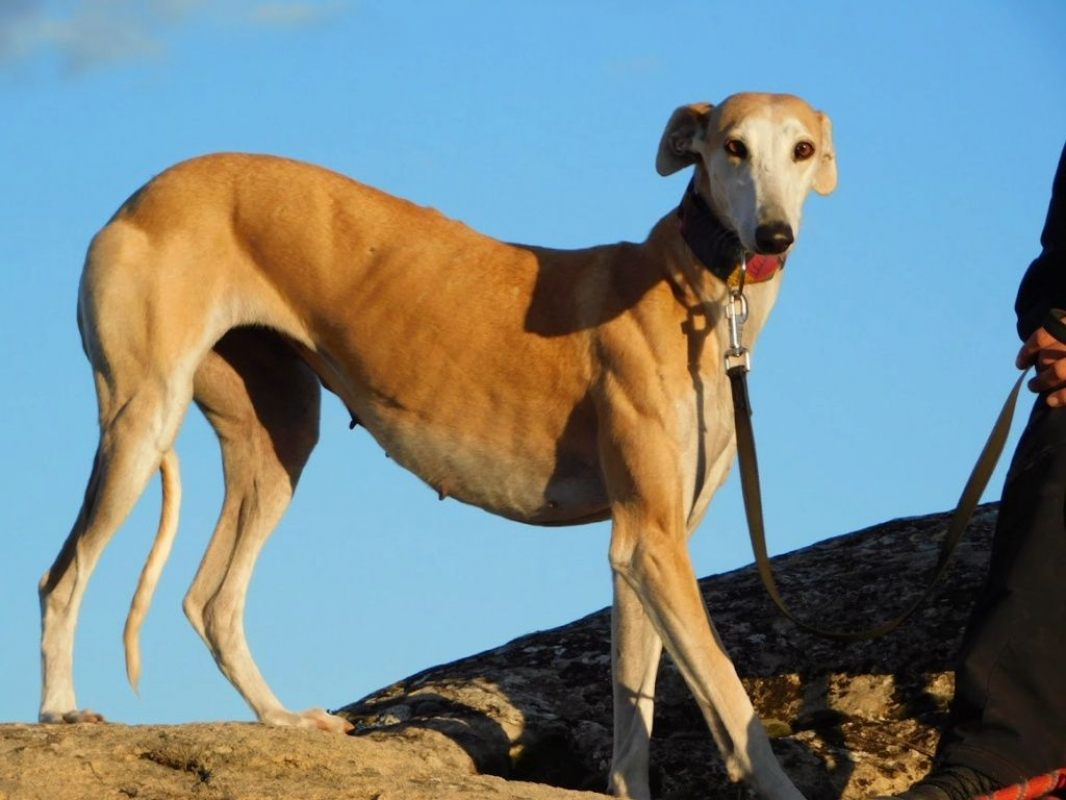 Photo #1 de PERLA 7 ans, irrésistible femelle lévrier espagnol