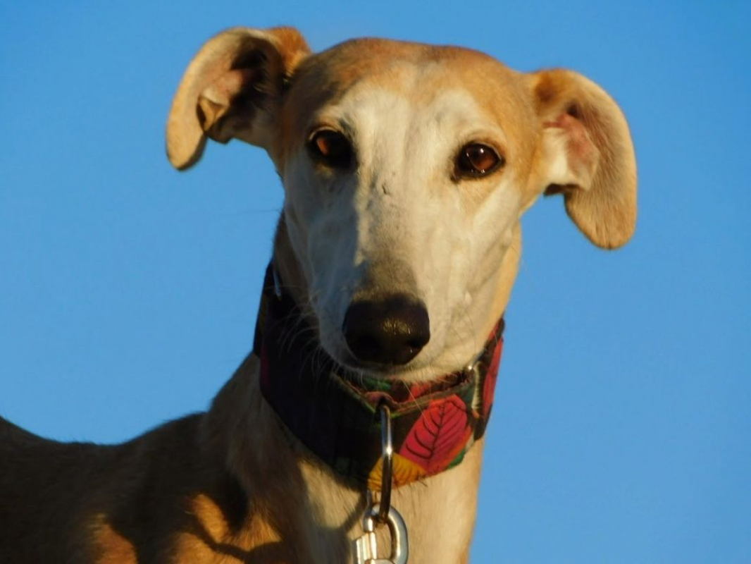 Photo #3 de PERLA 7 ans, irrésistible femelle lévrier espagnol