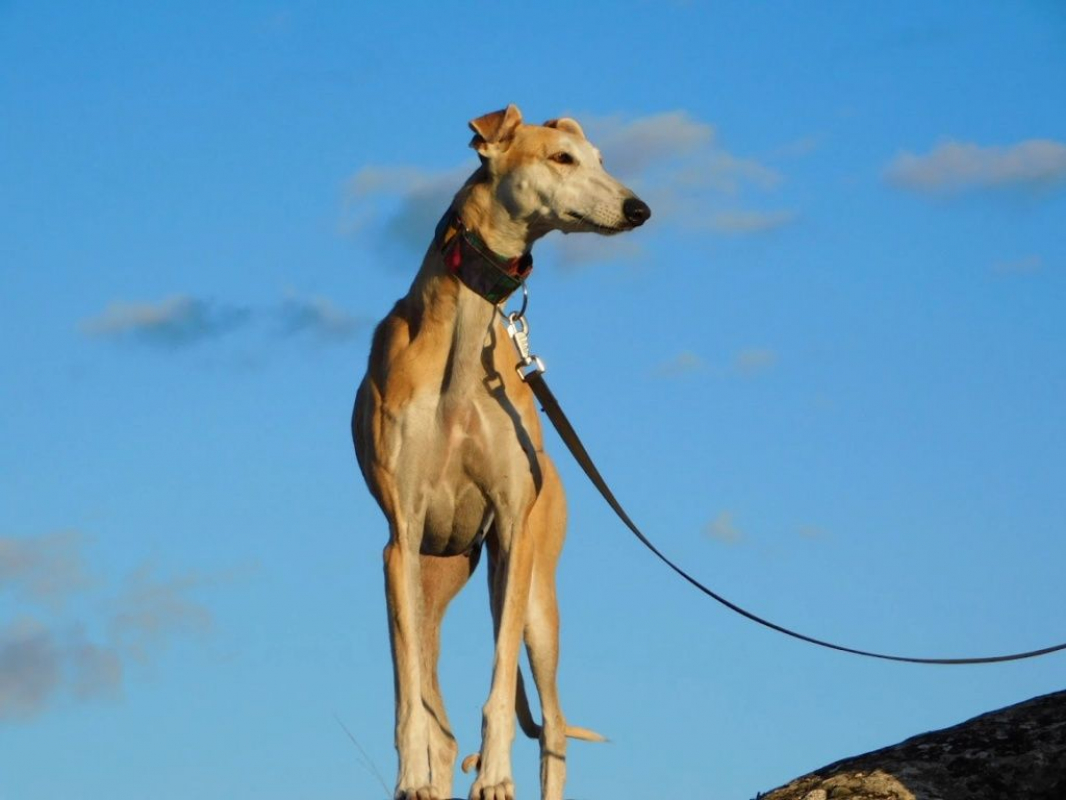 Photo #4 de PERLA 7 ans, irrésistible femelle lévrier espagnol