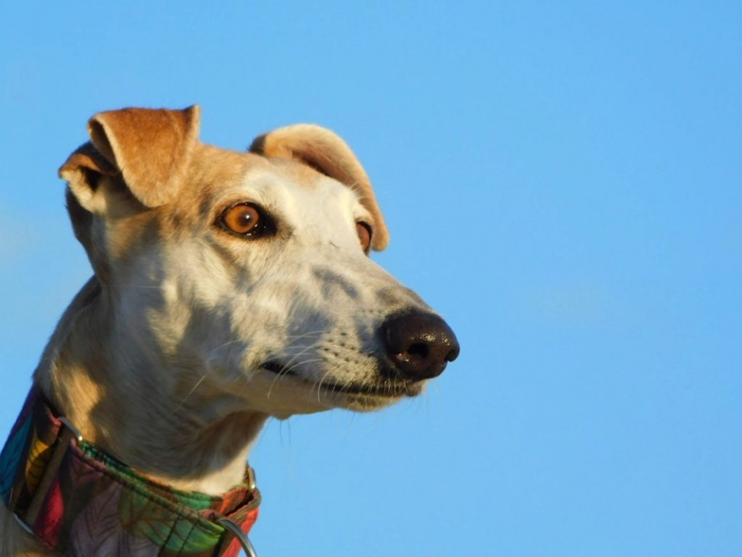 Photo #5 de PERLA 7 ans, irrésistible femelle lévrier espagnol