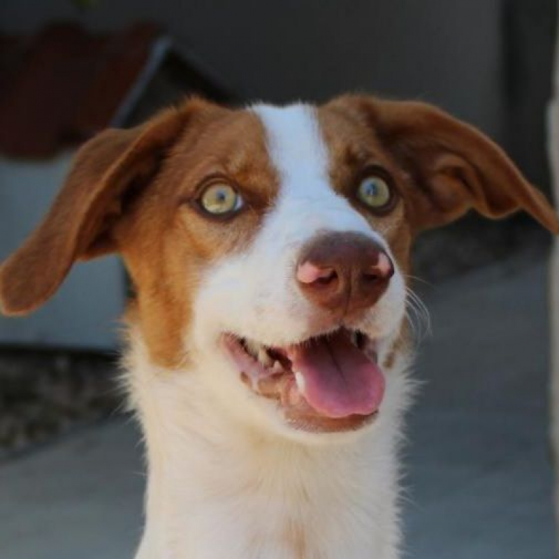 Photo #1 de CENTELLA 3 ans, adorable chienne affectueuse