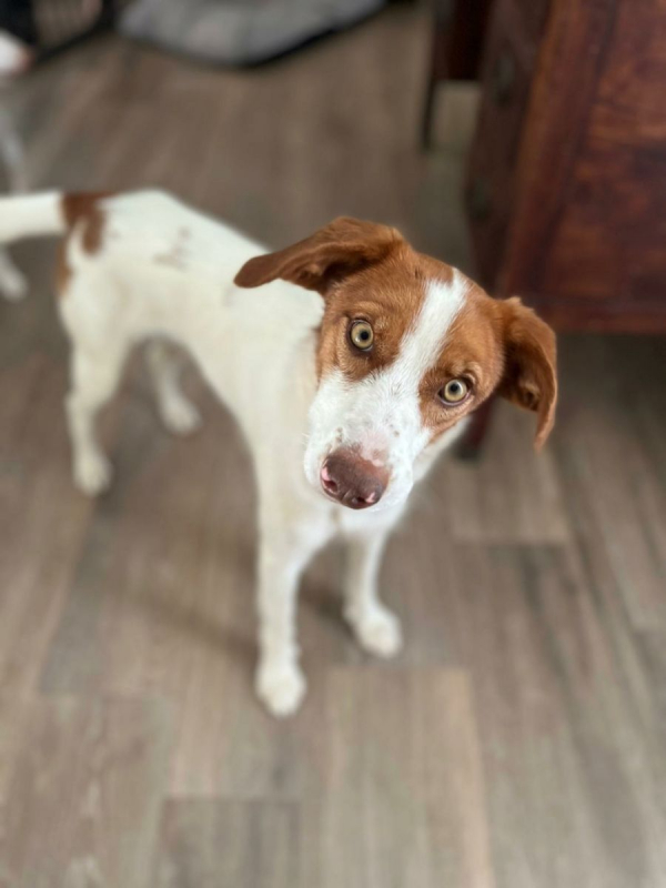 Photo #2 de CENTELLA 3 ans, adorable chienne affectueuse