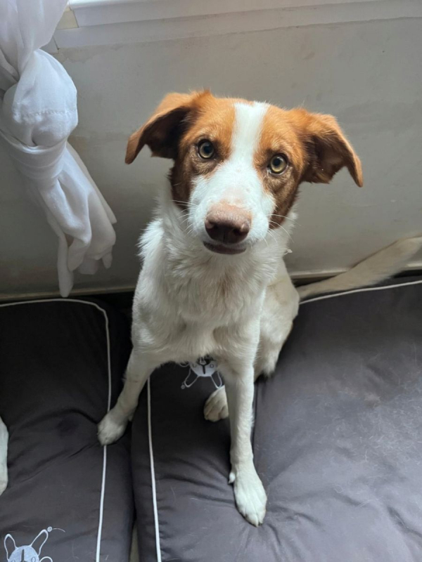 Photo #3 de CENTELLA 3 ans, adorable chienne affectueuse