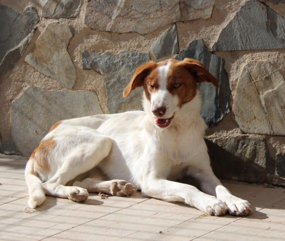 Photo #4 de CENTELLA 3 ans, adorable chienne affectueuse