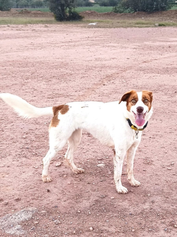 Photo #5 de CENTELLA 3 ans, adorable chienne affectueuse