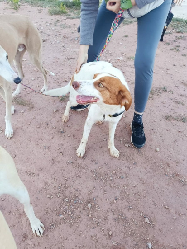 Photo #6 de CENTELLA 3 ans, adorable chienne affectueuse