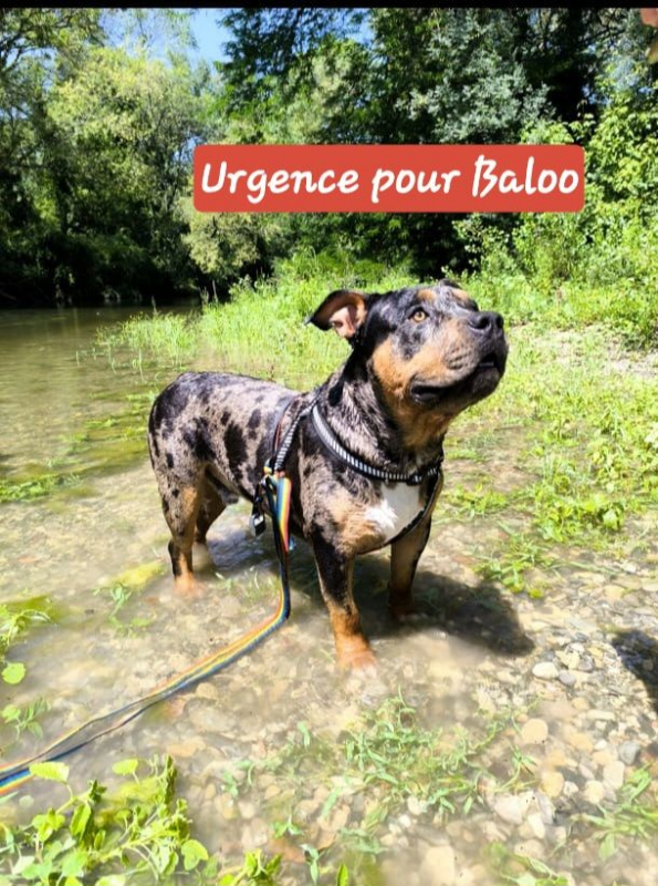 Photo #2 de Baloo