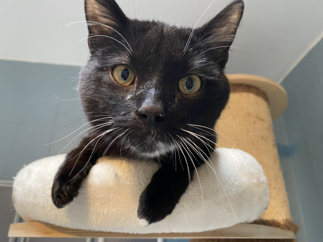 Photo #1 de Nesquick