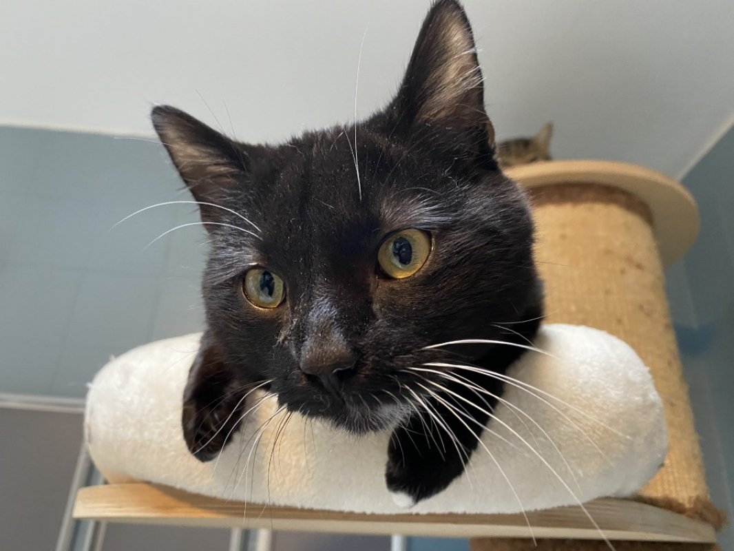 Photo #2 de Nesquick