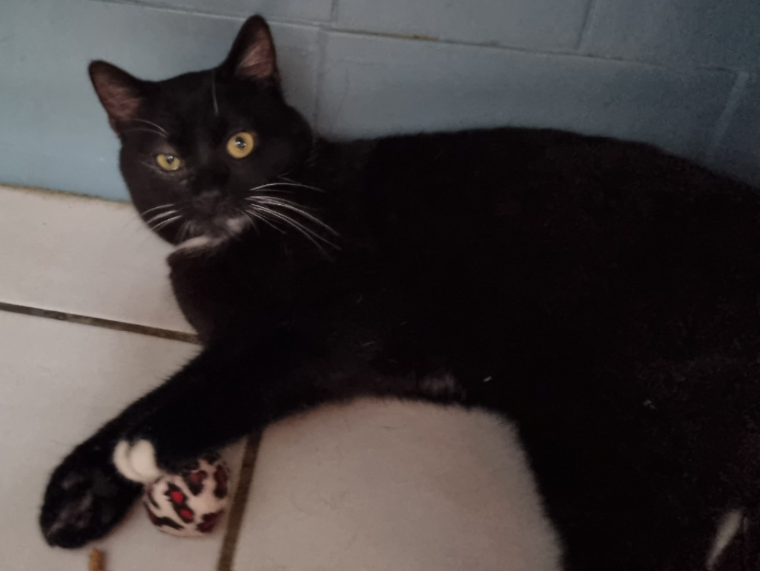 Photo #3 de Nesquick