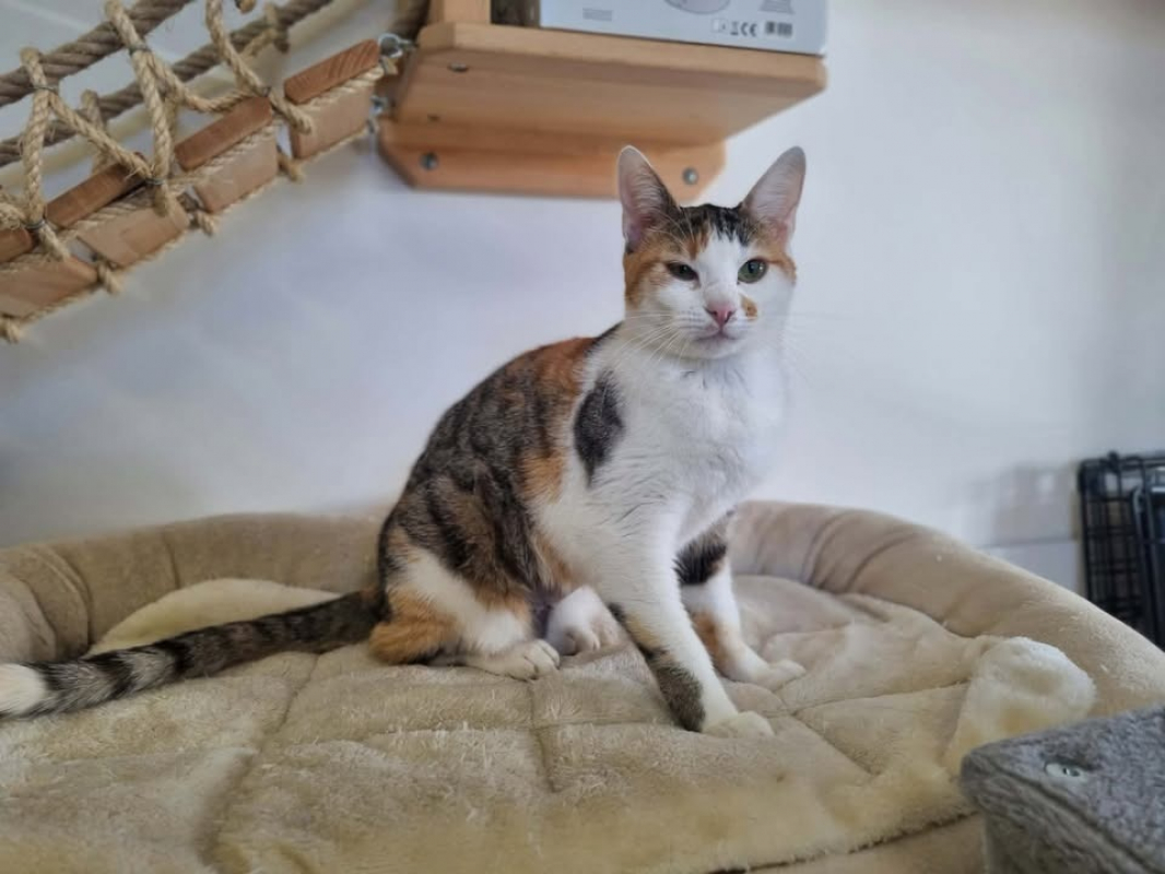 Photo #1 de Violette