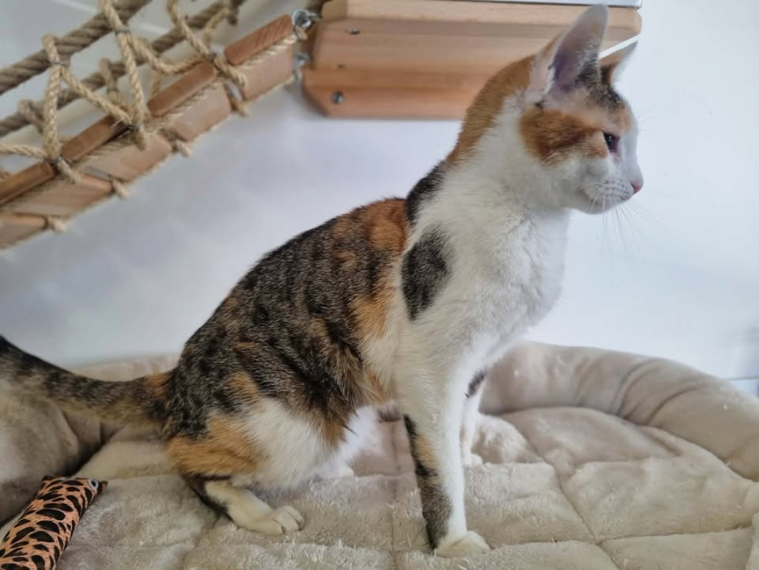 Photo #2 de Violette