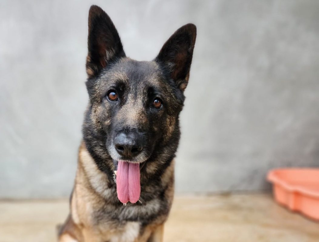 Orko - Chien Berger Belge Malinois à adopter