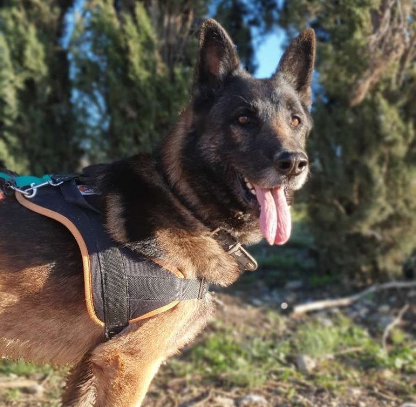 Orko - Chien Berger Belge Malinois à adopter - photo 2