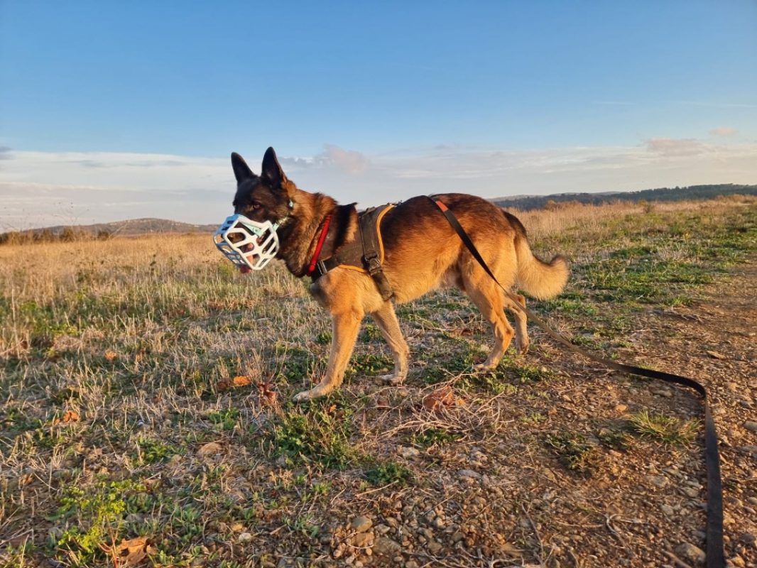 Orko - Chien Berger Belge Malinois à adopter - photo 3