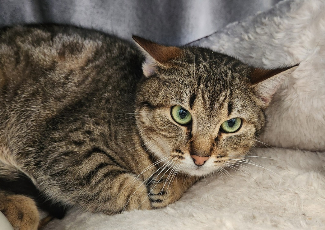 Photo #1 de Kranedur