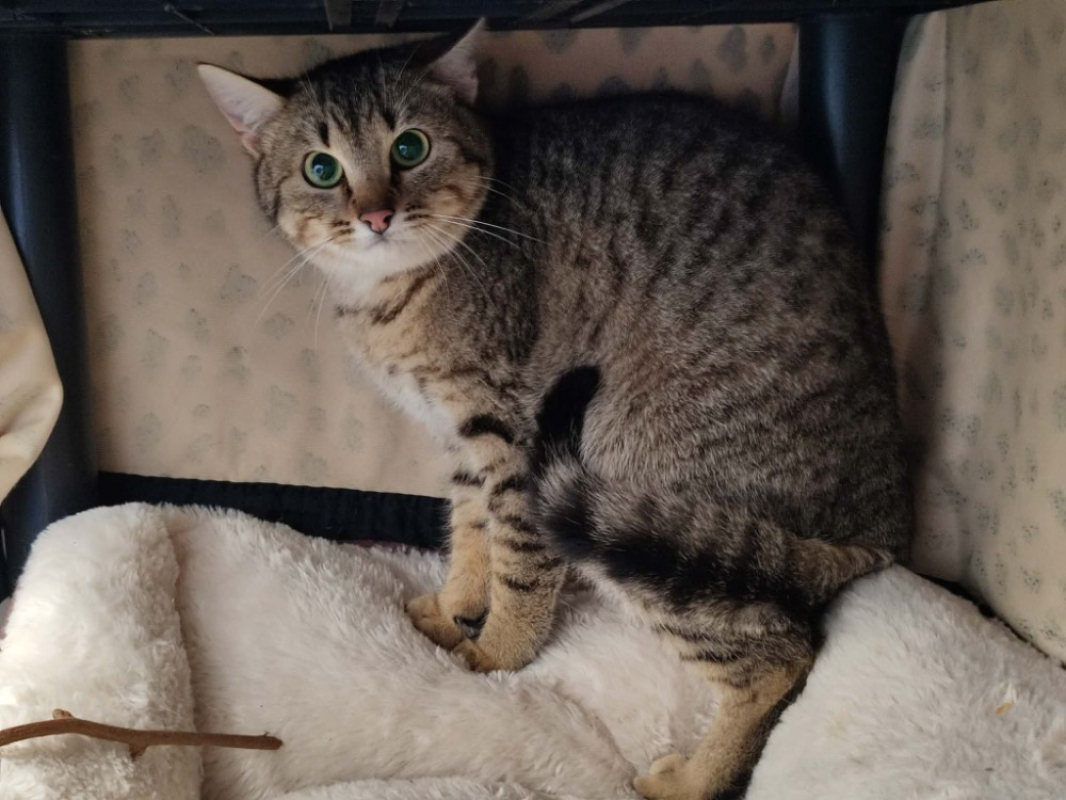 Photo #2 de Kranedur