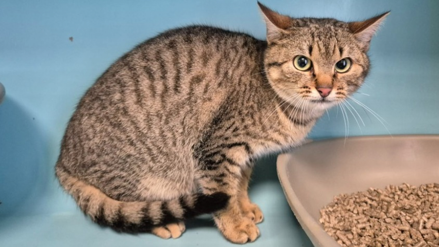 Photo #3 de Kranedur