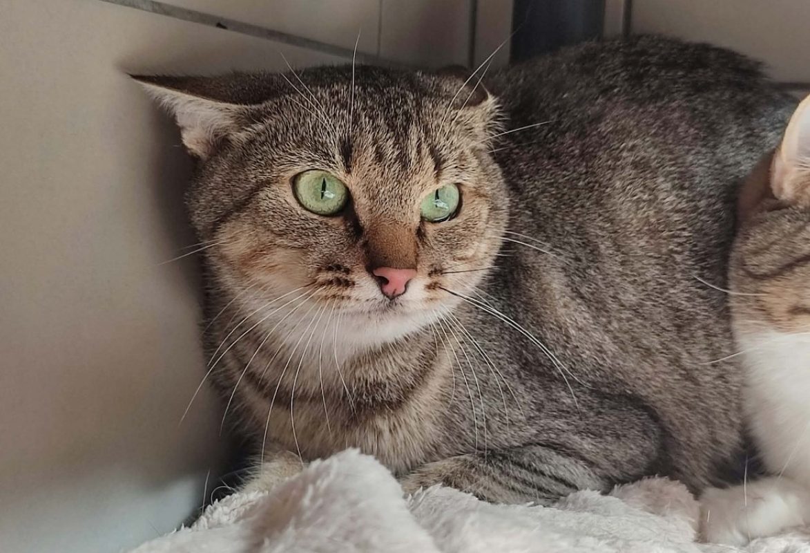 Kranedur - Chat Européen à adopter - photo 4