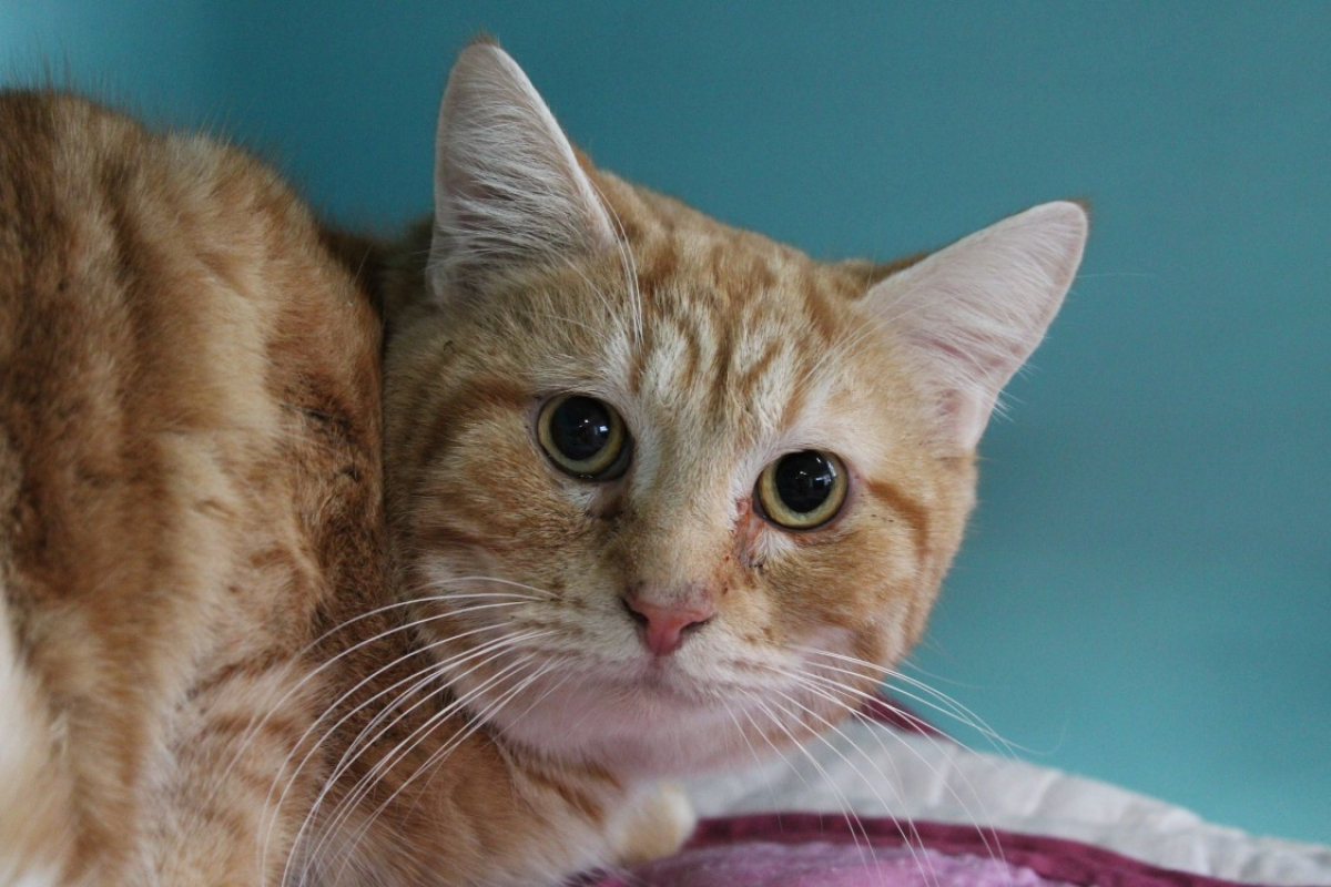 Photo #1 de Ptit crabe