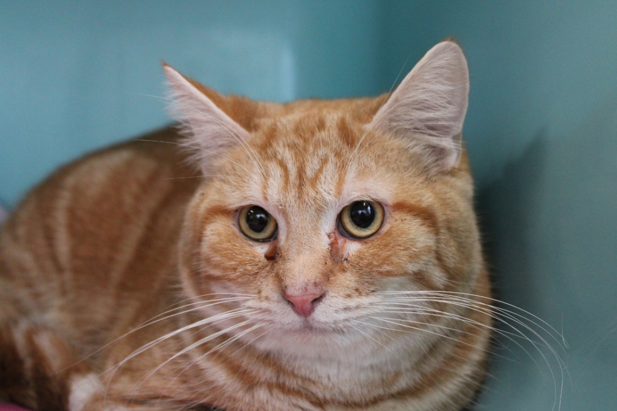 Photo #2 de Ptit crabe