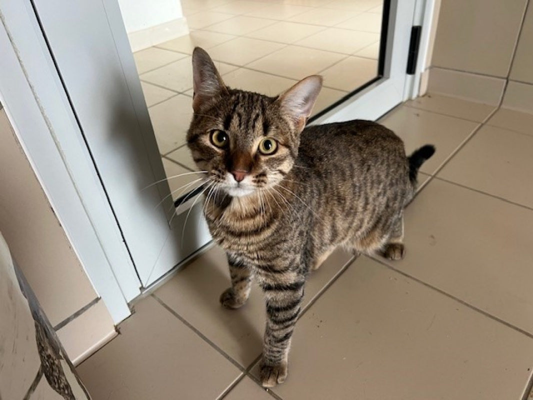 Photo de Pinocchio réservé