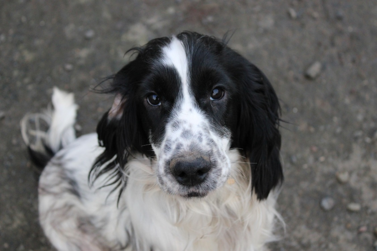 Photo #1 de Artichaut