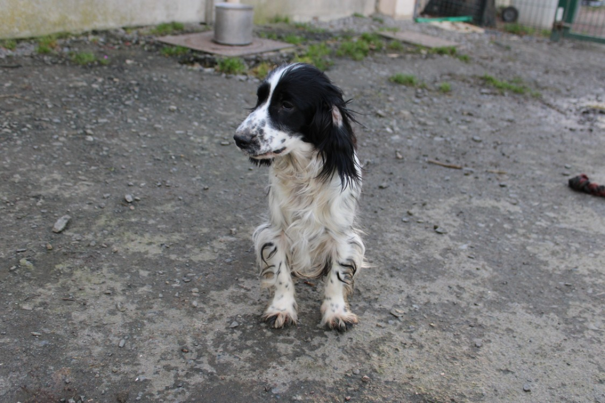 Photo #3 de Artichaut