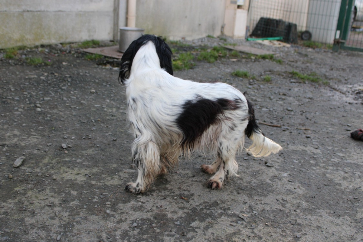 Photo #4 de Artichaut