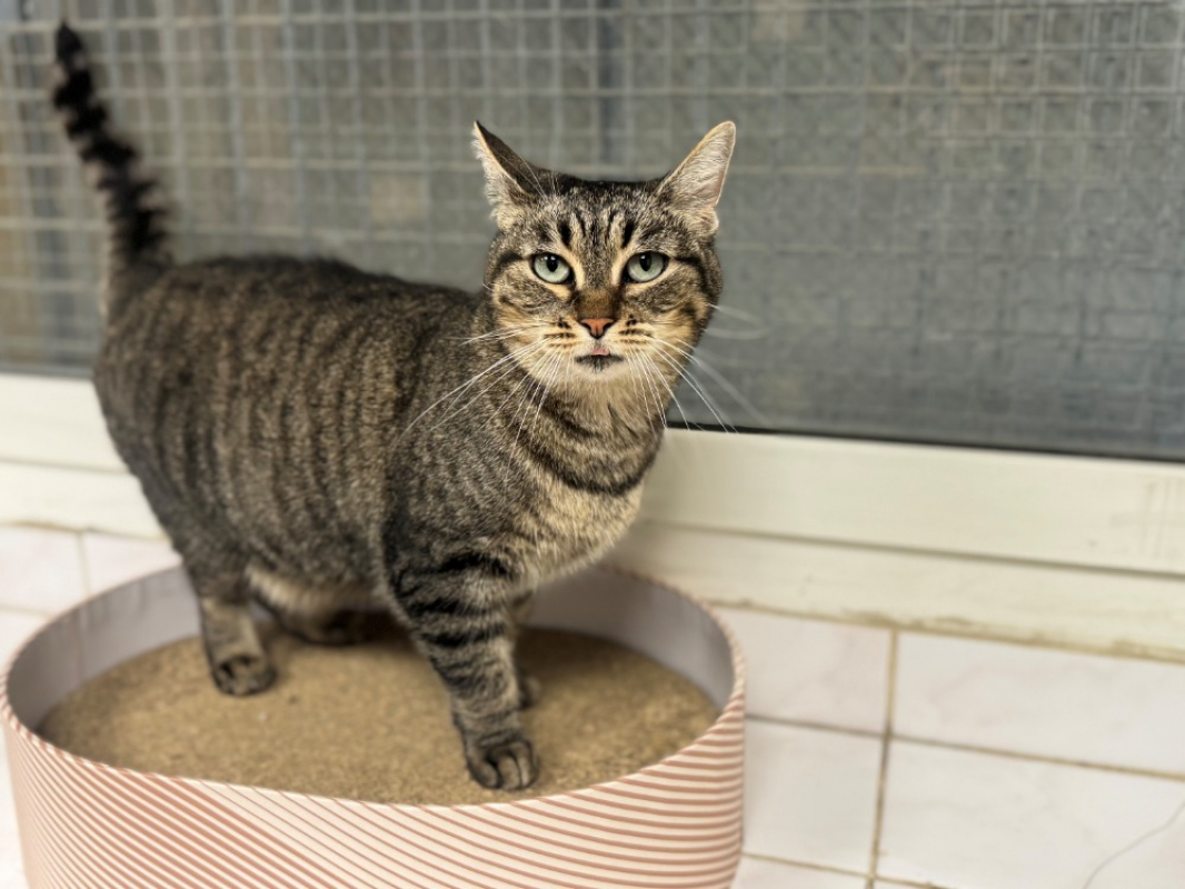 Photo #1 de Lola a17231