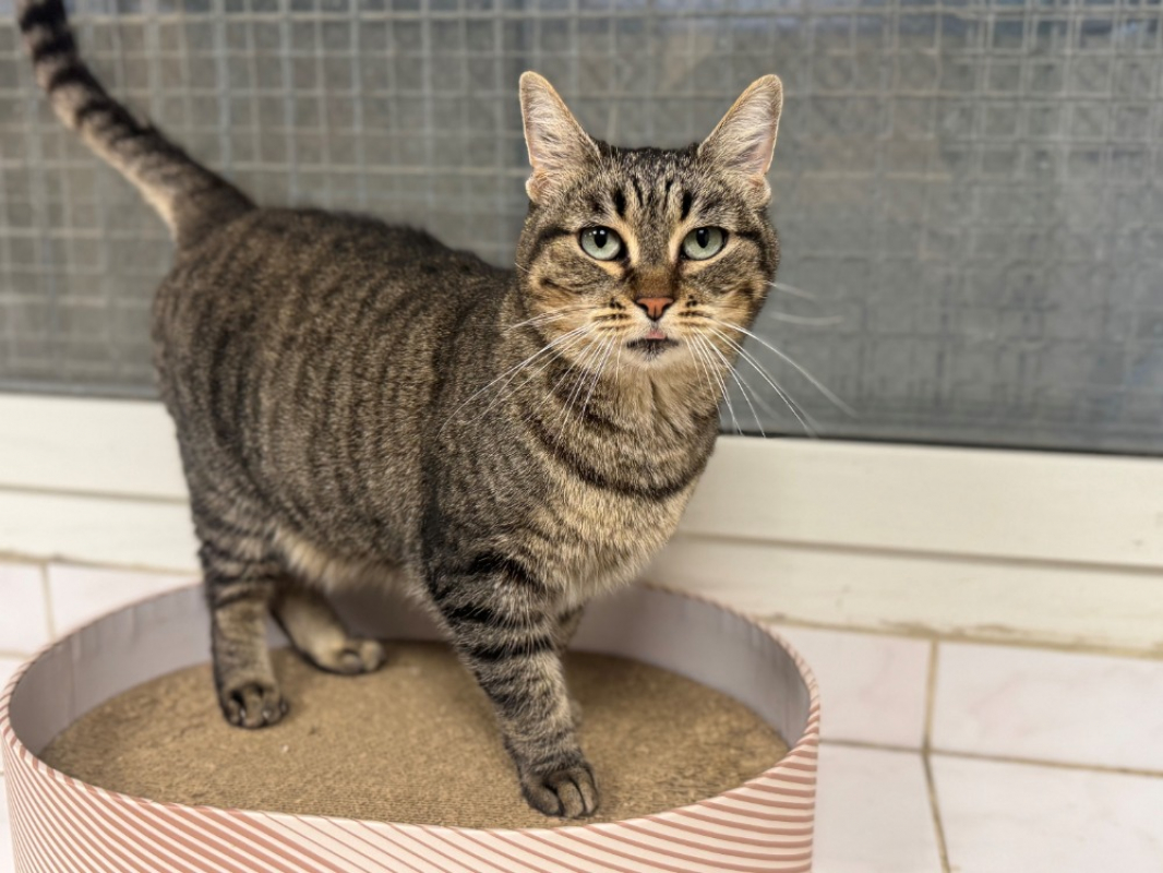 Photo #2 de Lola a17231