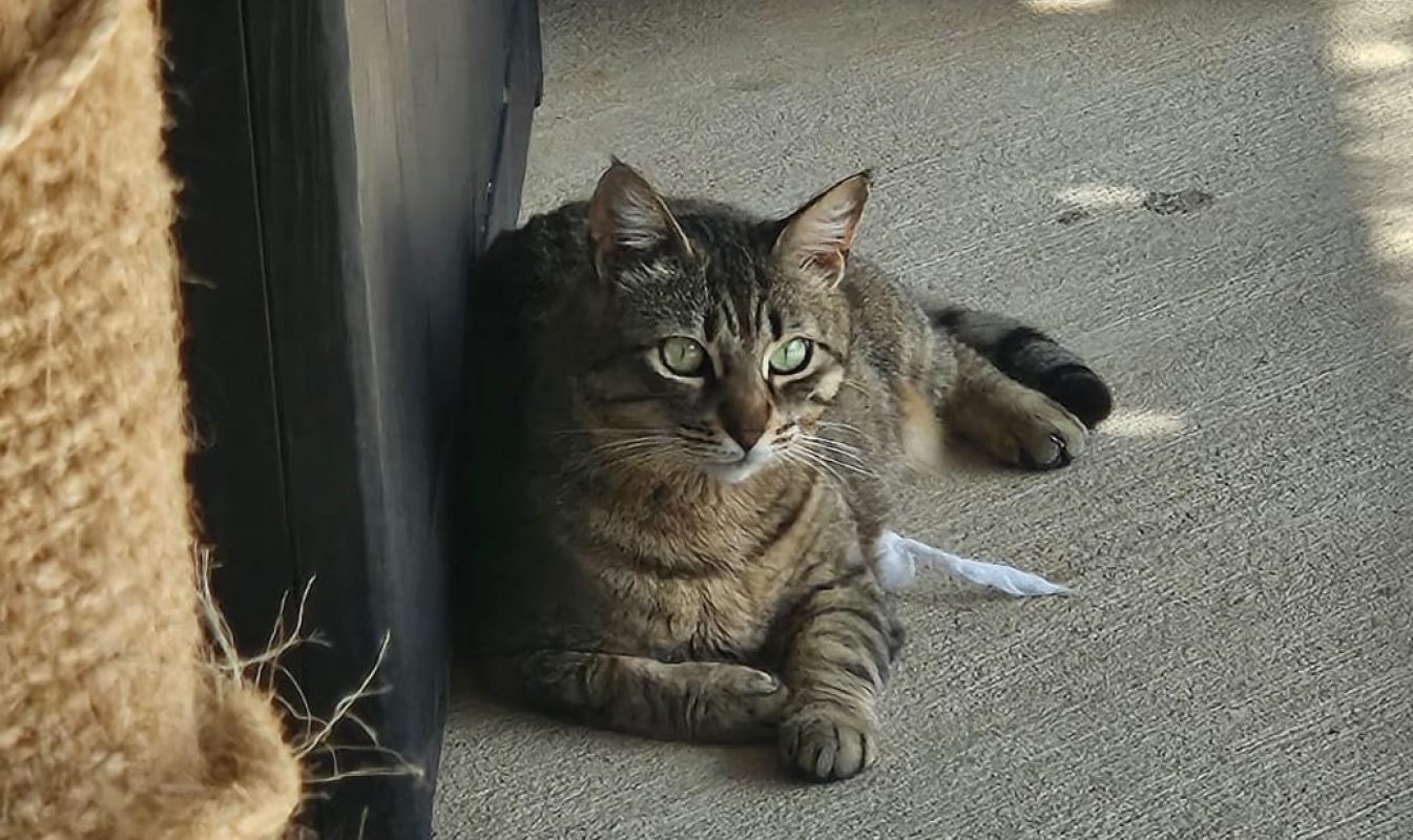 Kiwi - Chat Européen à adopter