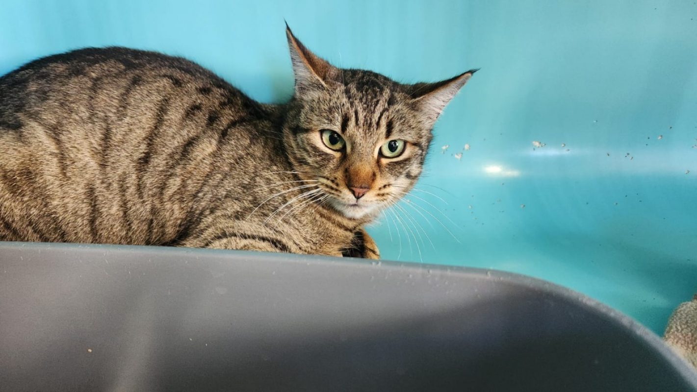 Kiwi - Chat Européen à adopter - photo 4