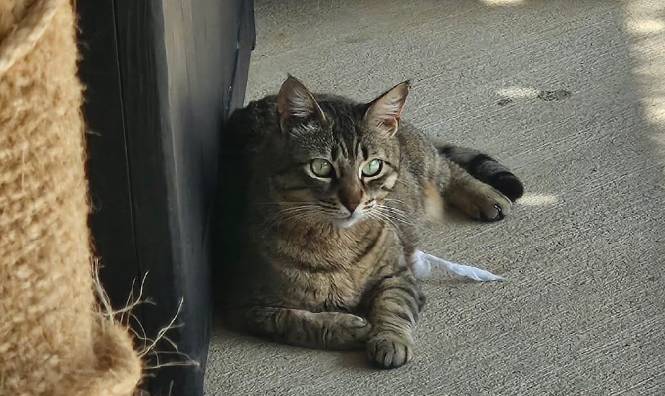 Kiwi - Chat Européen à adopter