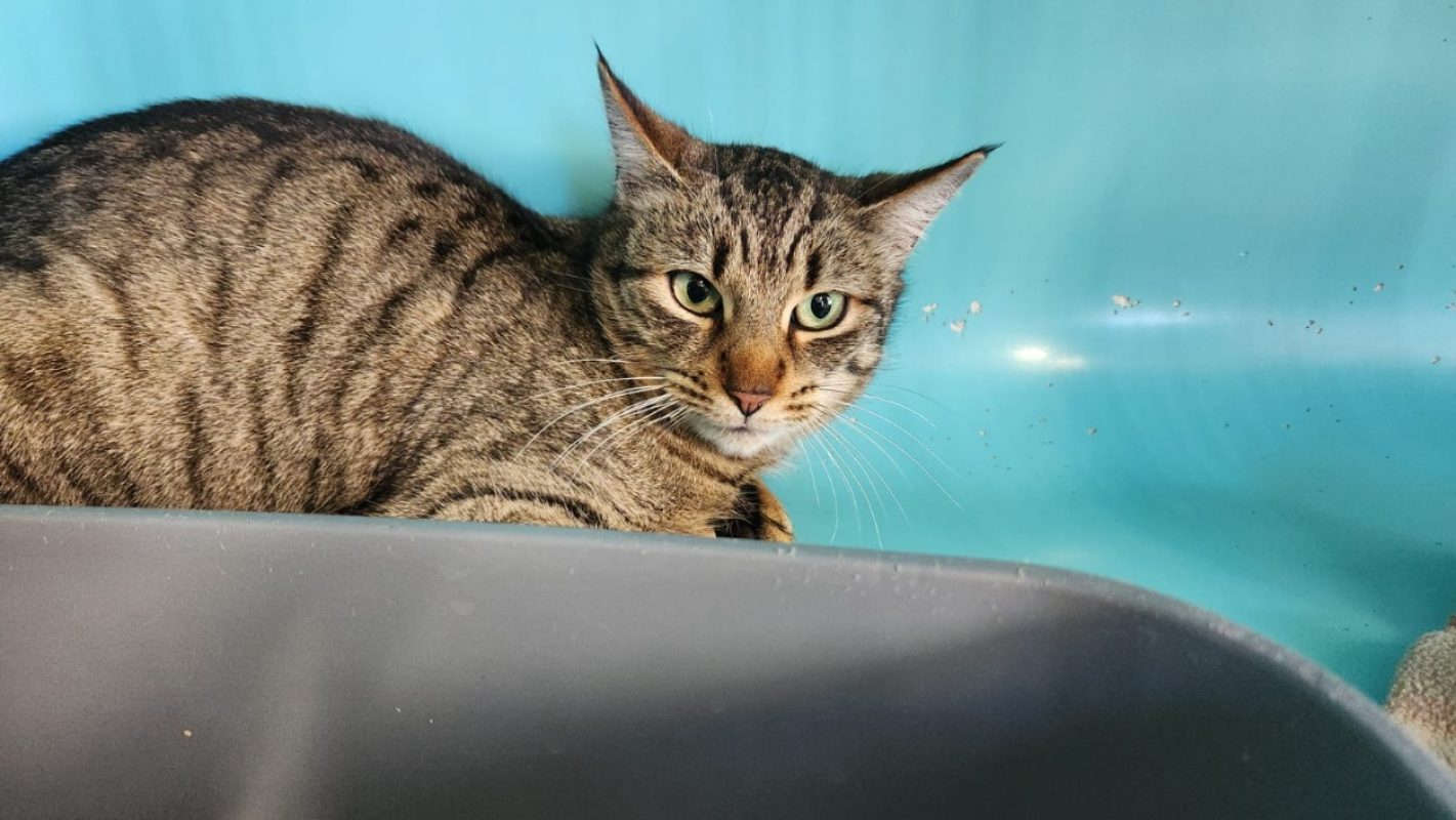 Kiwi - Chat Européen à adopter - photo 4