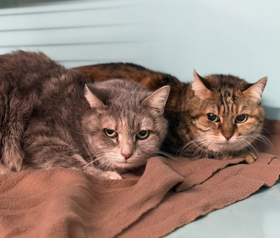 Photo de Hello kitty