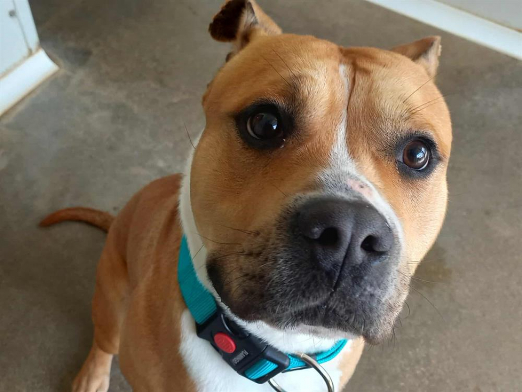 Photo #4 de Hannibal