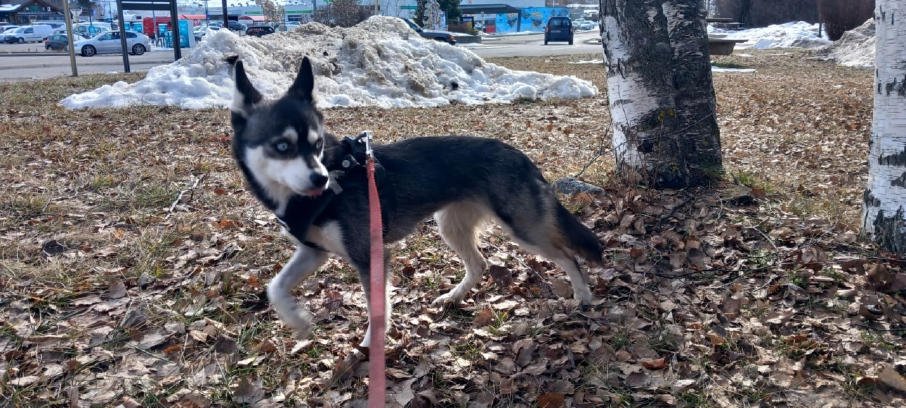 Photo #2 de Alaska cnne