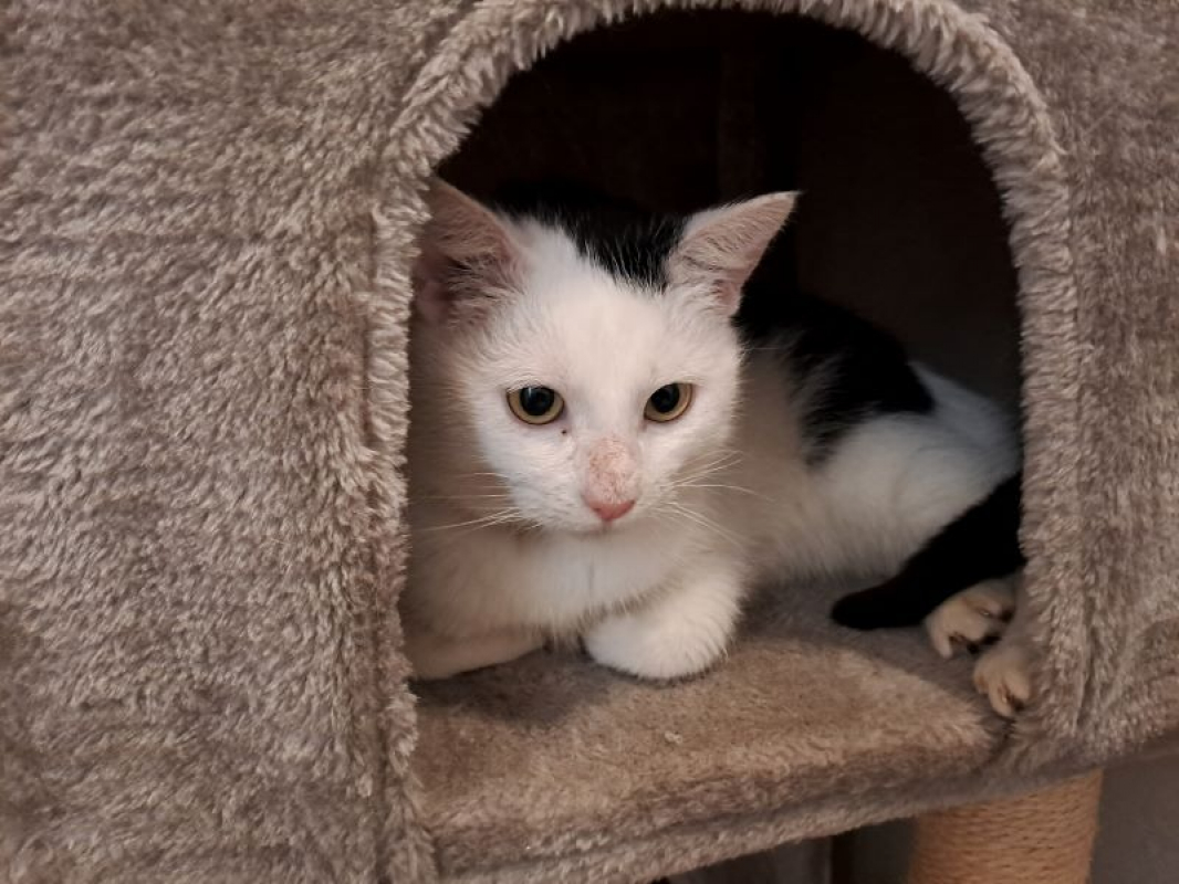 Photo #1 de Réservé soka