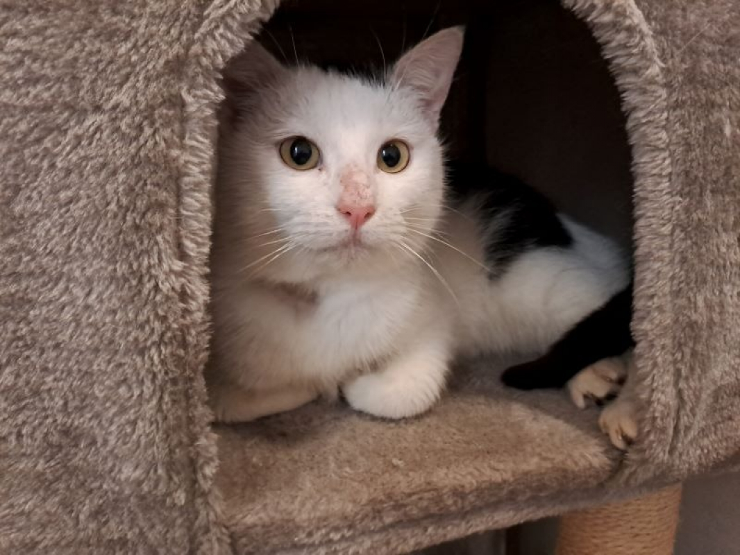 Photo #2 de Réservé soka